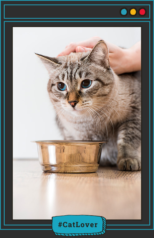 enfermedades nutricionales en gatos